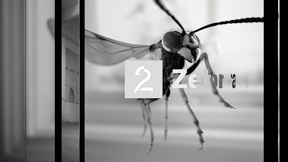 TV2 Zebra  Wasp / At Toxic