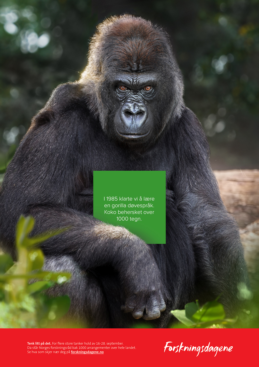 gorillaMattepaint